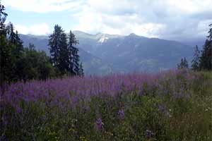 Champ de lavande
